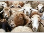 ٥,٦ میلیون رأس انواع دام سبک برای کشتار عرضه شد