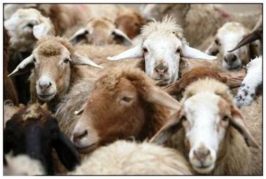 افزایش 33 درصدی دام سبک پرواری در فصل تابستان