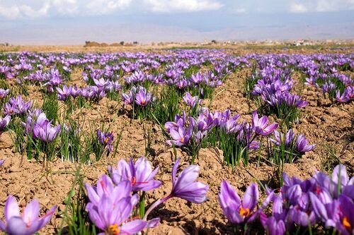 تولید بالغ بر 100 کیلوگرم زعفران در سپیدان