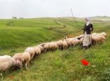 دام عشایری ستون پدافند غذایی کشور در شرایط بحران است 