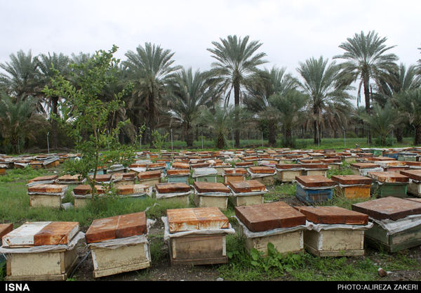 ورود 10 هزار کلنی زنبور عسل به مراتع شهرستان رودان
