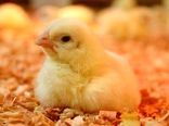 تعیین‌کننده اصلی قیمت جوجه، میزان تقاضاست/ اتحادیه مرغ گوشتی، جایگاه مشخصی ندارد