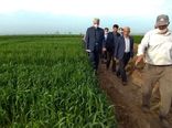تولید گندم در ایران، امسال از ۱۴ میلیون تن فراتر می‌رود