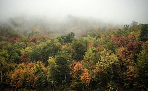 تله‌کابین جنگل‌های هیرکانی را نصف می‌کند