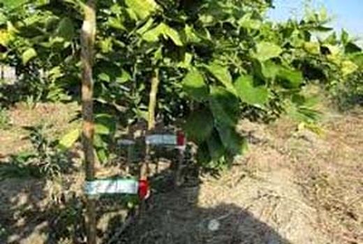 اصفهان، رتبه اول در تولید نهال شناسه‌دار در کشور 