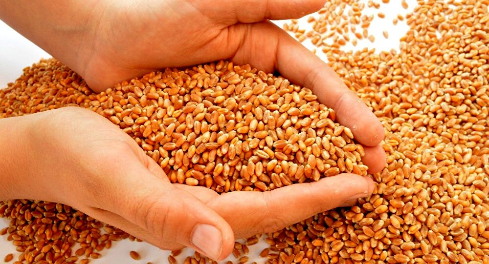 تغییر در ساختار شرکت بازرگانی دولتی برای مباشری گندم در بورس/ خودکفایی گندم در کشور تثبیت شده است