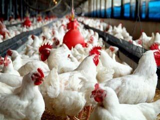 بودجه دامپزشکی نرسد، آنفلوآنزا بومی می‌شود