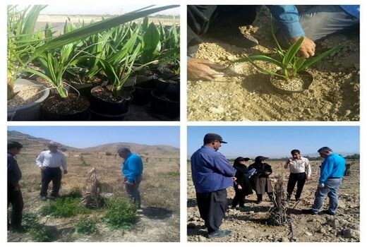 احداث باغ مادری خرمای مجول در کازرون