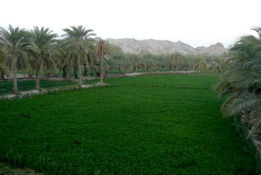 بخشودگی خسارت تاخیر تادیه برای مستاجران و بهره برداران اراضی واگذار شده ملی و دولتی