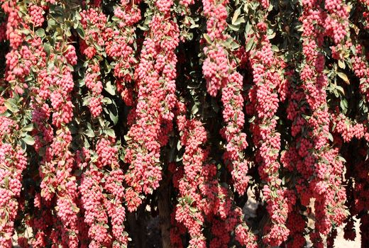 آغاز برداشت زرشک از چهار هزار هکتار باغ‌های زیرکوه