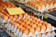 افزایش 58 درصدی قیمت تخم مرغ