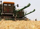 کاهش وسعت زیر کشت گندم در اصفهان