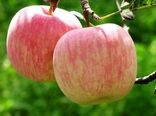 خشکسالی، عطر سیب گلاب را گرفت