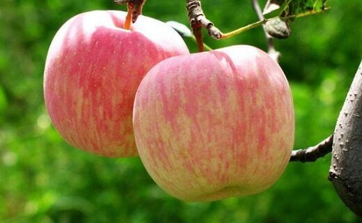 خشکسالی، عطر سیب گلاب را گرفت