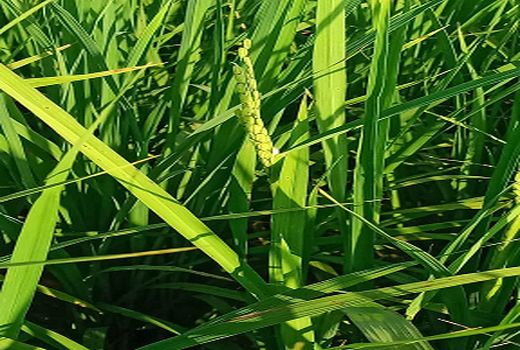 ظهور اولین خوشه طلایی برنج در شهرستان شفت