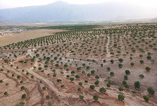 یارانه نهال به باغداران فیروزآباد پرداخت شد