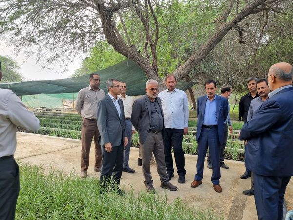 هرمزگان پیشرو در تولید نهال است