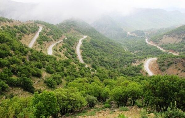 جنگل‌های زاگرس در مسیر نابودی