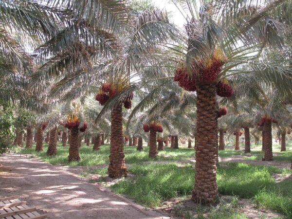 افزایش10هزارتنی ظرفیت صنایع تبدیلی وتکمیلی خرما در سیستان و بلوچستان