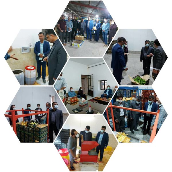 بازدید معاون بهبود تولیدات گیاهی سازمان از چند واحد صنایع تبدیلی و تکمیلی محصولات کشاورزی در شهرستان تاکستان