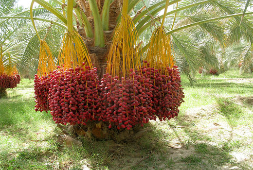 150 هزار تن خرما از نخلستانهای سیستان و بلوچستان برداشت شد