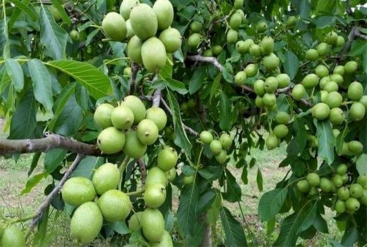 پیگیری ایجاد بازار بزرگ گردو در تویسرکان