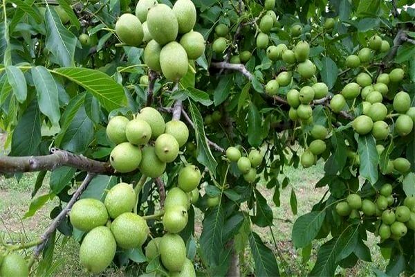 پیگیری ایجاد بازار بزرگ گردو در تویسرکان