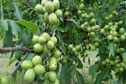 پیگیری ایجاد بازار بزرگ گردو در تویسرکان
