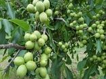 پیگیری ایجاد بازار بزرگ گردو در تویسرکان