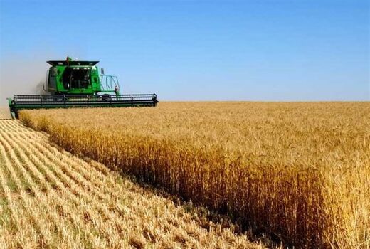 پیش بینی افزایش ۳۰ درصدی برداشت گندم در سال جاری