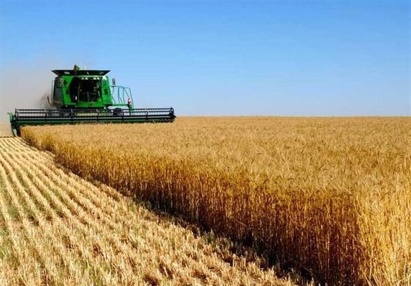 پیش بینی افزایش ۳۰ درصدی برداشت گندم در سال جاری
