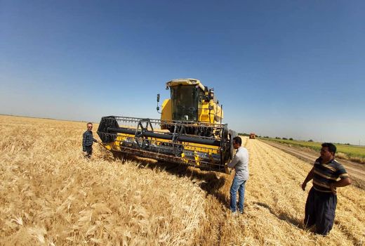 برداشت جو از مزارع کشاورزی شهرستان آبیک آغاز شد 