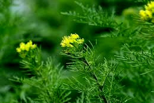 مرودشت قطب تولید خاکشیر در استان فارس