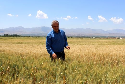 خرید 9260 تن گندم مازاد بر مصرف زارعین شهرستان مرند