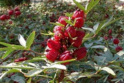 افزایش تولید چای ترش در سیستان وبلوچستان