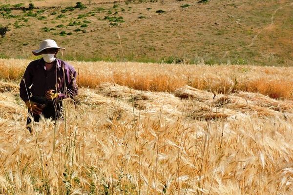 مهلت بیمه محصول گندم و کلزا در گناوه تمدید شد 