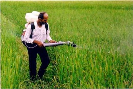 پنج هزار هکتار از گندم‌زارهای خراسان شمالی علیه آفت سن سمپاشی شد 