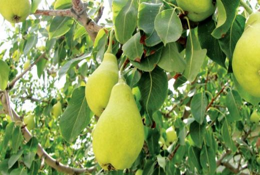 برداشت گلابی از ۴۸۷ هکتار از باغات شهرستان البرز