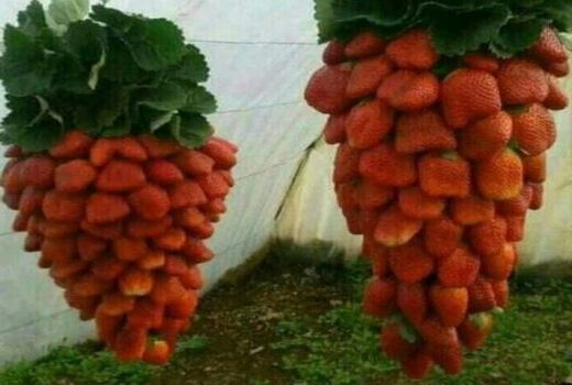 صدورگواهی محصول سالم گلخانه ای به تولید کننده زن سرمایه گذار