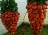 صدورگواهی محصول سالم گلخانه ای به تولید کننده زن سرمایه گذار