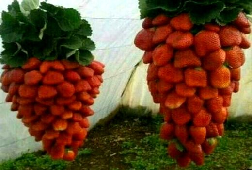 صدورگواهی محصول سالم گلخانه ای به تولید کننده زن سرمایه گذار