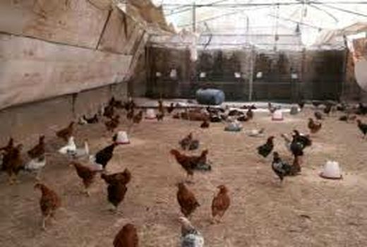  پرورش طیور توسط کانون جوانان خرمشهر