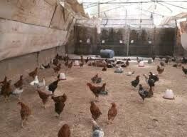  پرورش طیور توسط کانون جوانان خرمشهر