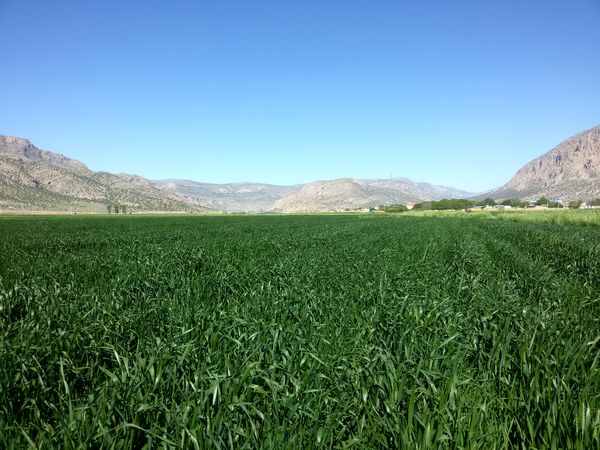 مزارع شتوی پاسارگاد محلول پاشی شد 