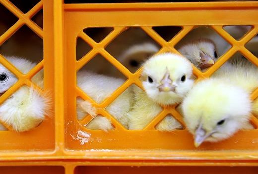  جوجه یک‌روزه با ۱۰ درصد قیمت عرضه شد/ حمایت وزارت جهاد کشاورزی از تولیدکنندگان جوجه