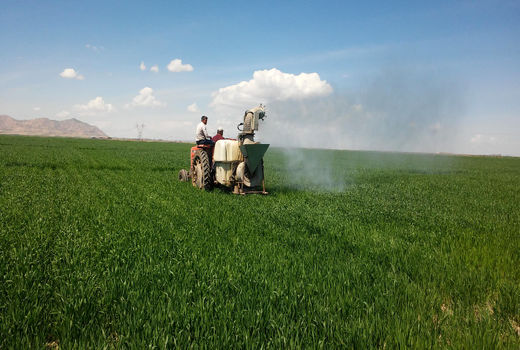 مبارزه با سن غلات در ۲۱ هزار هکتار از مزارع کشاورزی شهرستان بویین زهرا