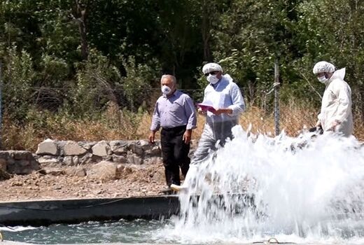 کاهش 80 درصدی بروز بیماری نکروز بافت خون ساز عفونی در ماهیان قزل آلای آذربایجان شرقی
