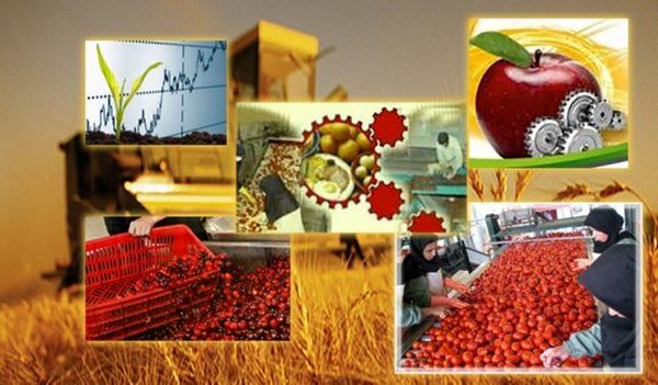 صنایع تبدیلی و غذایی پیشتاز در سرمایه گذاری بخش کشاورزی هستند