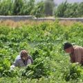 رشد تولید با اتکای به دانش؛ شکافی که هنوز در مزرعه باقی مانده است
