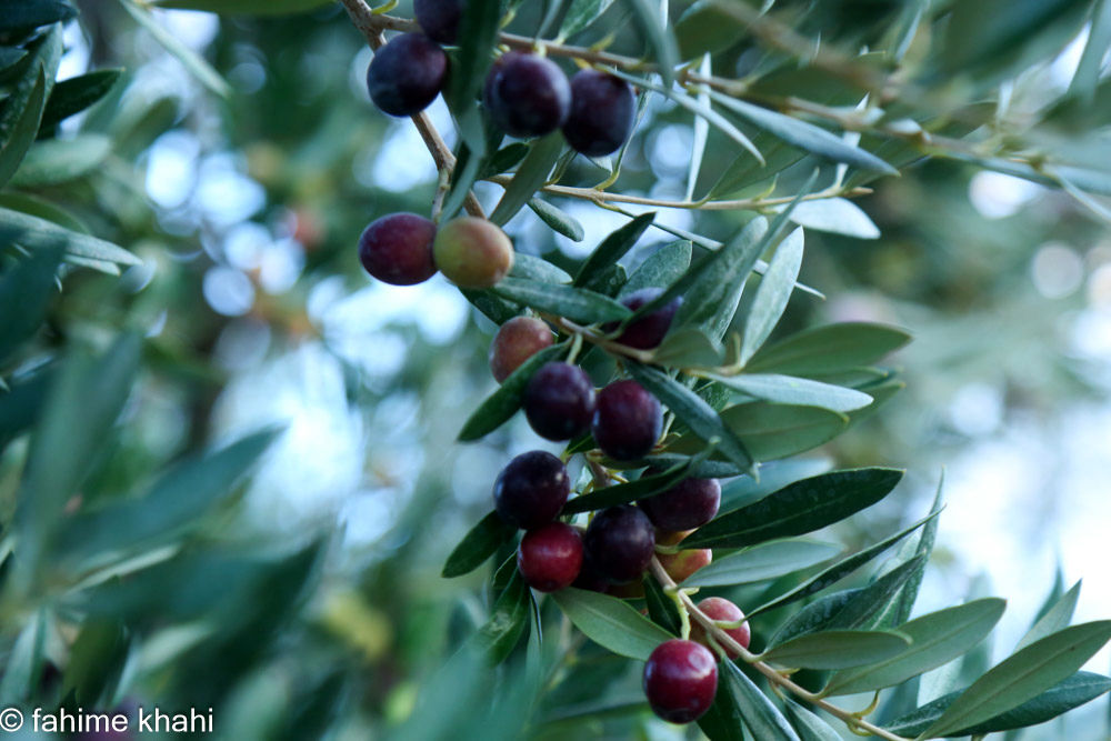 از لمس شاخه تا عصاره ی نور  